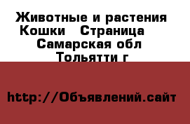 Животные и растения Кошки - Страница 9 . Самарская обл.,Тольятти г.